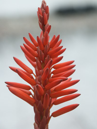 Aloe Vera, planta y flores