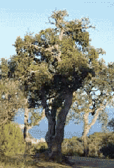 El alcornoque (Quercus suber)