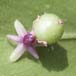 Fleur du houx-frelon